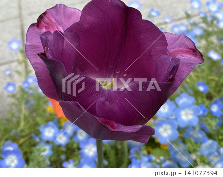 Plants 植物 Plants 植物 141077394