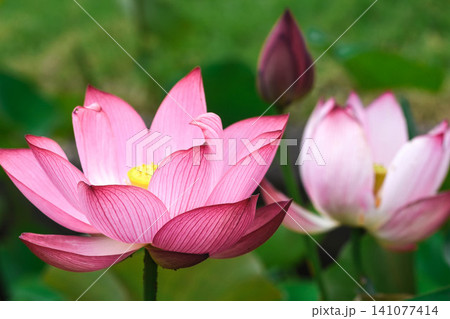 夏の朝 蓮の花 夏の朝 蓮の花 141077414