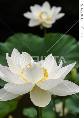 夏の朝 蓮の花 夏の朝 蓮の花 141077415