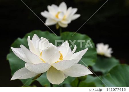夏の朝 蓮の花 夏の朝 蓮の花 141077416