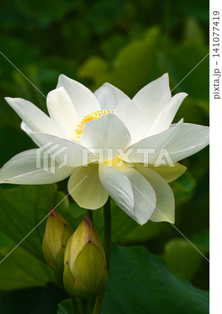 夏の朝 蓮の花 夏の朝 蓮の花 141077419