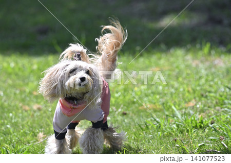 愛犬と夏のお散歩 冷感シャツを着て日陰で遊ぶマルプー(マルチーズ×トイプードル) 愛犬と夏のお散歩 冷感シャツを着て日陰で遊ぶマルプー(マルチーズ×トイプードル) 141077523