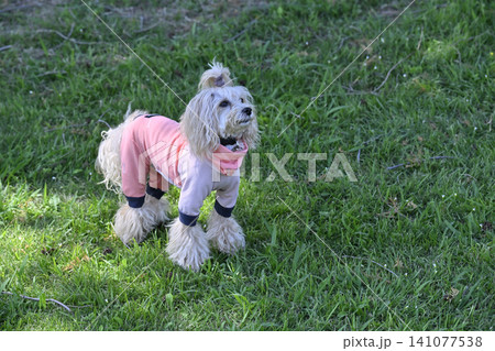 愛犬と夏のお散歩 冷感シャツを着て日陰で遊ぶマルプー(マルチーズ×トイプードル) 愛犬と夏のお散歩 冷感シャツを着て日陰で遊ぶマルプー(マルチーズ×トイプードル) 141077538