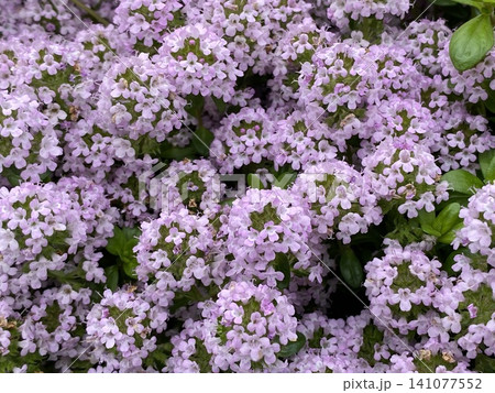 Plant　植物 141077552