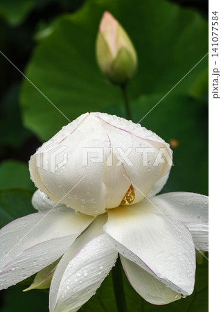 夏の朝　蓮の花 141077584