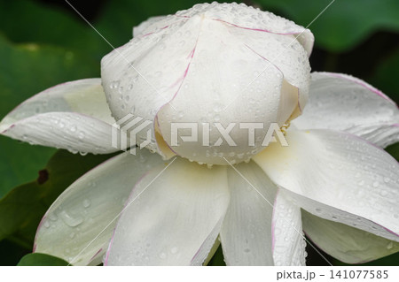 夏の朝 蓮の花 夏の朝 蓮の花 141077585