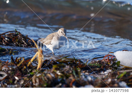 北海道走古丹の冬の海岸で見られたミユビシギ 野鳥と流氷の風景 北海道走古丹の冬の海岸で見られたミユビシギ 野鳥と流氷の風景 141077598