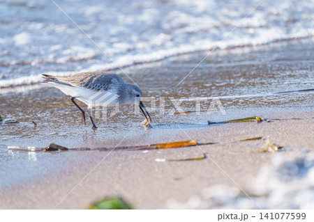 北海道走古丹の冬の海岸で見られたミユビシギ 野鳥と流氷の風景 北海道走古丹の冬の海岸で見られたミユビシギ 野鳥と流氷の風景 141077599