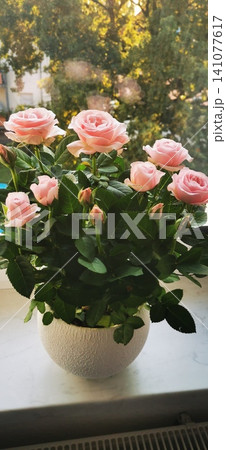 rose bush on a windowsill in a white flower pot rose bush on a windowsill in a white flower pot 141077617