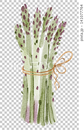 Asparagus watercolor illustration isolated vegetable clipart hand painted Asparagus watercolor illustration isolated vegetable clipart hand painted 141077764