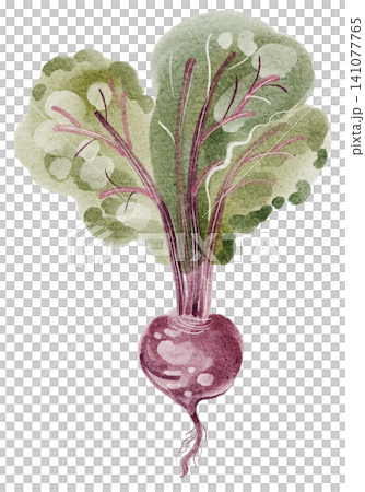 Beet watercolor illustration isolated vegetable clipart hand painted Beet watercolor illustration isolated vegetable clipart hand painted 141077765