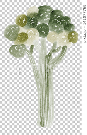 Broccoli watercolor hand painted illustration clipart isolated 141077769