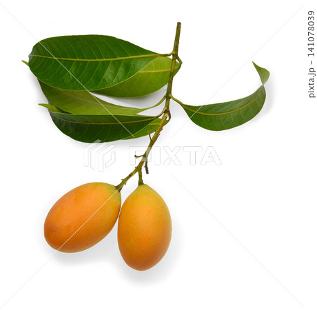 Maprang Fruit (Marian plum, Plum mango) isolated on white background. Maprang Fruit (Marian plum, Plum mango) isolated on white background. 141078039