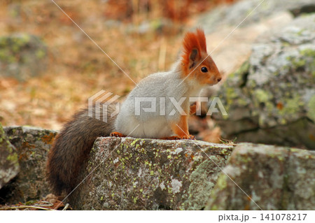 Beautiful red squirrel on a stone in the forest. 141078217