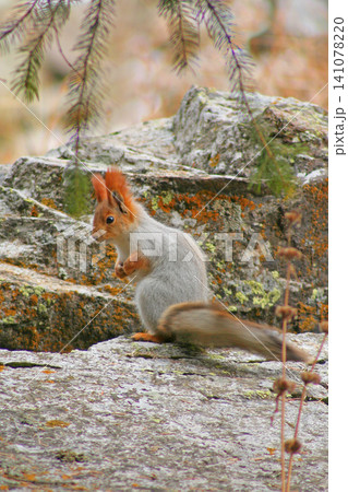 Beautiful red squirrel on a stone in the forest. Beautiful red squirrel on a stone in the forest. 141078220