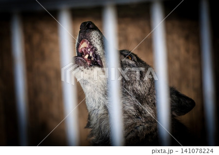 Big Wolf at the Zoo 141078224