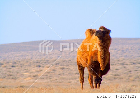 Laying bactrian camel in wild nature in spring desert. Kazakhstan Laying bactrian camel in wild nature in spring desert. Kazakhstan 141078228