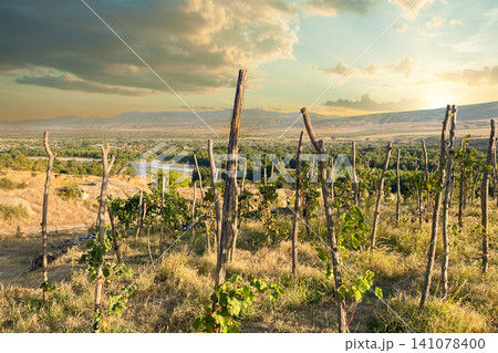 Late summer vineyard and sunset sky with cloud in Georgia Late summer vineyard and sunset sky with cloud in Georgia 141078400