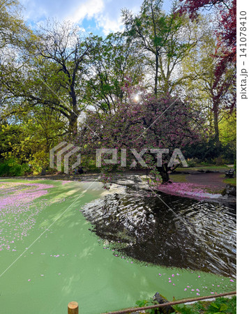Ghent Belgium. City lake and cherry blossoms Ghent Belgium. City lake and cherry blossoms 141078410