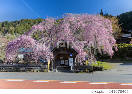 東京檜原村 人里バス停のしだれ桜 4月 東京檜原村 人里バス停のしだれ桜 4月 141078462