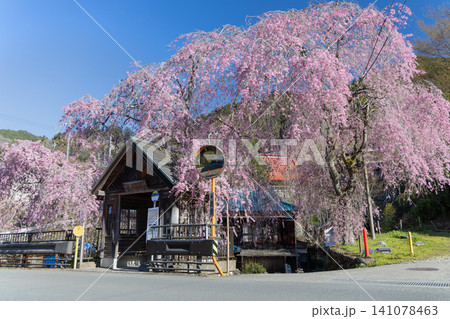 東京檜原村 人里バス停のしだれ桜 4月 東京檜原村 人里バス停のしだれ桜 4月 141078463