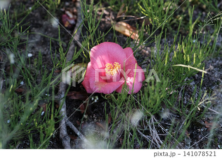 落ちたツバキの花 落ちたツバキの花 141078521