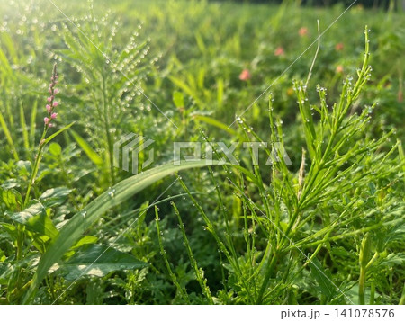 朝露に輝く草花と木漏れ日の爽やかな自然風景 朝露に輝く草花と木漏れ日の爽やかな自然風景 141078576