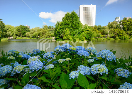 紫陽花(中島公園)_4148 紫陽花(中島公園)_4148 141078638