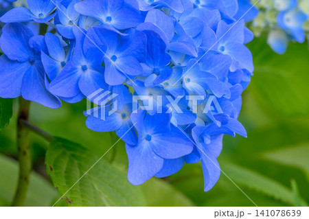 紫陽花(中島公園)_4188 紫陽花(中島公園)_4188 141078639