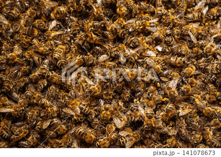 Dead Bees Highlighting Pollinator Decline. General Environmental Issue Affecting Dead Bees Highlighting Pollinator Decline. General Environmental Issue Affecting 141078673