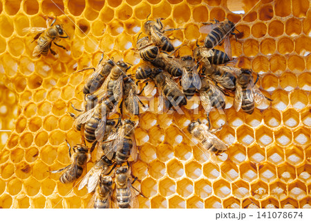 Dead Bees Pollinators After Pesticide Exposure, Environmental Crisis Close Up 141078674