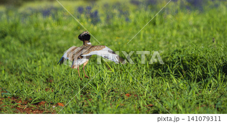 Little Bustard, Spain 141079311