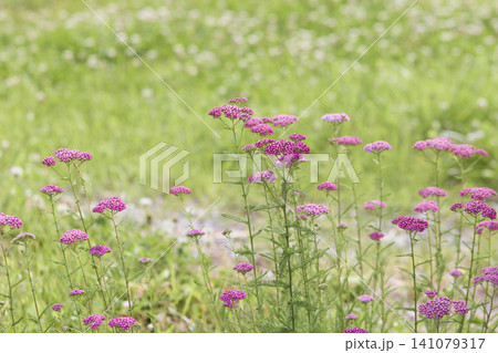 草原に咲くピンク色のノコギリソウの花 草原に咲くピンク色のノコギリソウの花 141079317