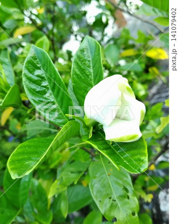 白いバラの花 白いバラの花 141079402