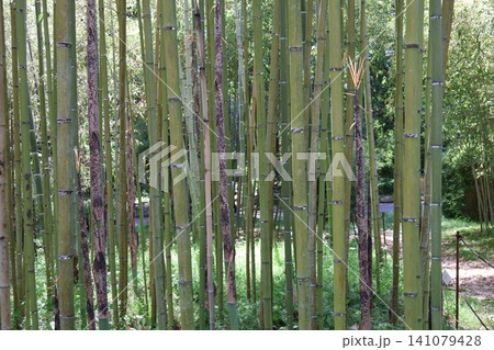 緑の竹と茶色の皮の残ったタケと長く伸びた竹の子のある竹林の風景 緑の竹と茶色の皮の残ったタケと長く伸びた竹の子のある竹林の風景 141079428
