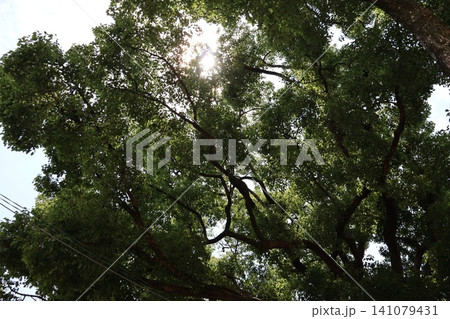 緑の葉の茂る大樹の枝の合間から白く輝く太陽の光りの見える風景 緑の葉の茂る大樹の枝の合間から白く輝く太陽の光りの見える風景 141079431