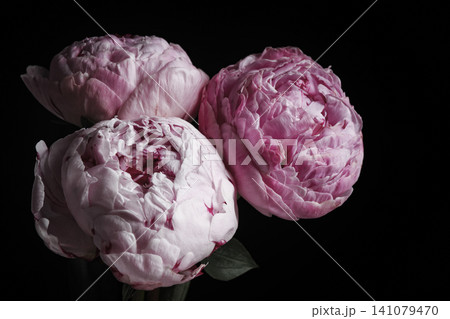 Beautiful fresh peonies on black background, closeup. Floral card design with dark vintage effect Beautiful fresh peonies on black background, closeup. Floral card design with dark vintage effect 141079470