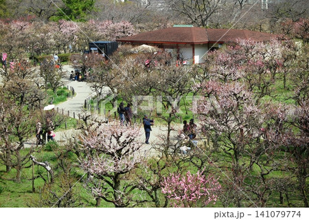 紅白の梅の木が花を咲かせている、大阪城公園の梅園(城址より俯瞰) 紅白の梅の木が花を咲かせている、大阪城公園の梅園(城址より俯瞰) 141079774