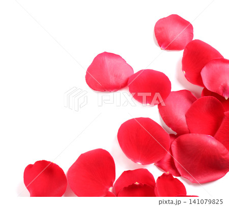 Fresh red rose petals on white background, top view Fresh red rose petals on white background, top view 141079825