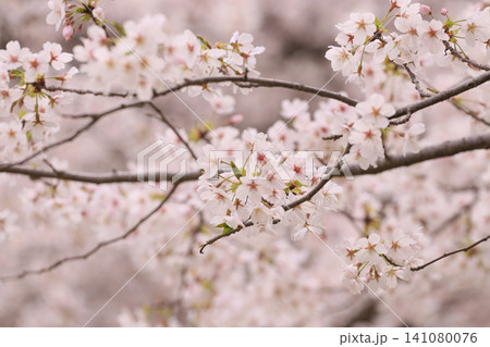 満開の桜 満開の桜 141080076