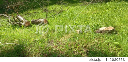 Tree stump and fallen logs on sunlit grassy field 141080258