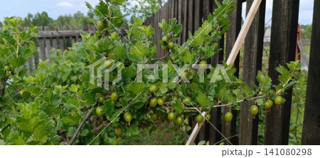 Green gooseberry bush with unripe berries growing near wooden fence in summer garden 141080298