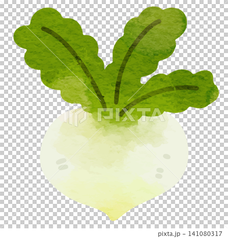 Simple turnip illustration in watercolor style Simple turnip illustration in watercolor style 141080317