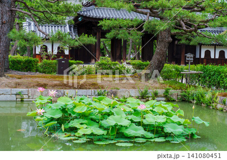 放生池に浮かぶ蓮の花　建仁寺 141080451