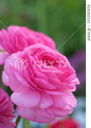 鮮やかなピンクの薔薇 鮮やかなピンクの薔薇 141080856