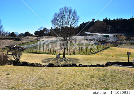 神奈川県 県立おだわら諏訪の原公園の陽だまりの丘とローラーすべり台 神奈川県 県立おだわら諏訪の原公園の陽だまりの丘とローラーすべり台 141080935
