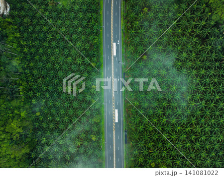 Aerial View of a Straight Road Cutting Through a Lush Green Forest Aerial View of a Straight Road Cutting Through a Lush Green Forest 141081022