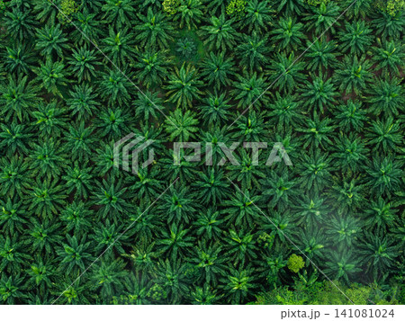 Top-Down Aerial View of Green Palm Plantation for Sustainable Agriculture Top-Down Aerial View of Green Palm Plantation for Sustainable Agriculture 141081024