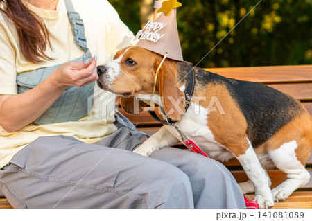 Woman Feeding Beagle Wearing Birthday Hat Outdoors 141081089