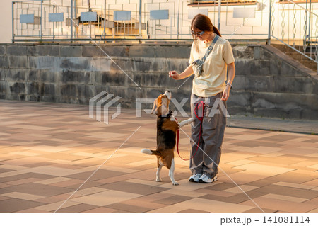 Beagle Standing on Hind Legs During Dog Training Beagle Standing on Hind Legs During Dog Training 141081114